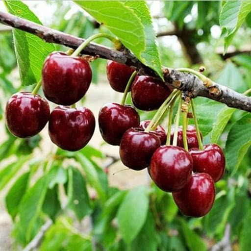 خرید نهال آلبالو مجاری کمیاب