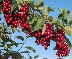 خرید نهال آلبالو خاص