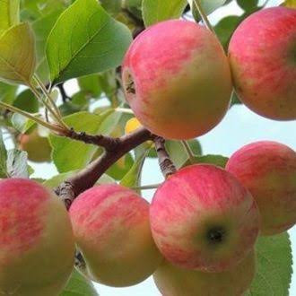 سیب مراغه کمیاب