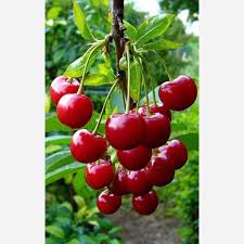 خرید نهال گیلاس کمیاب 