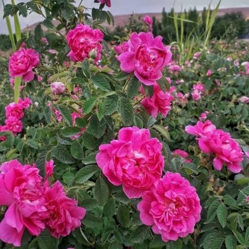 گل محمدی کمیاب
