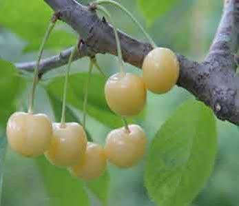 گیلاس سفید رنگ خاص