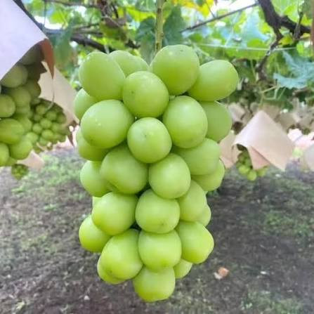Green Muscat grape seedlings
