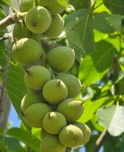 خرید نهال به خاص