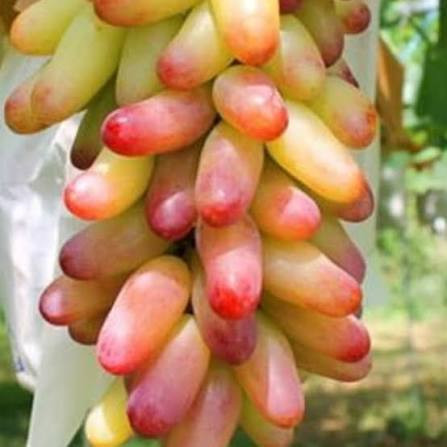 انگور مکیاج کمیاب