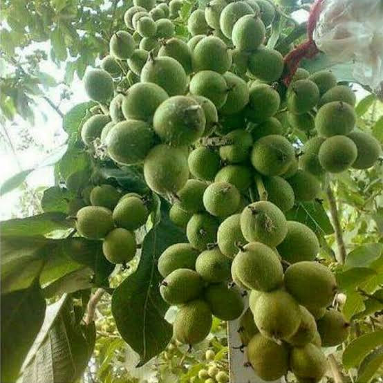 بادام سایز بزرگ بن دار خاص