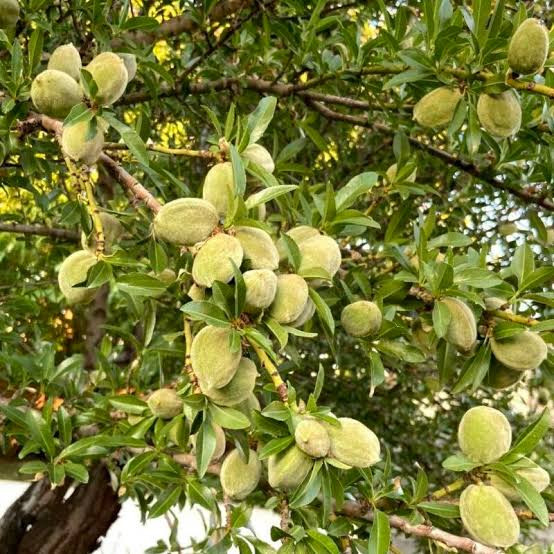 Large size almond seedlings with roots