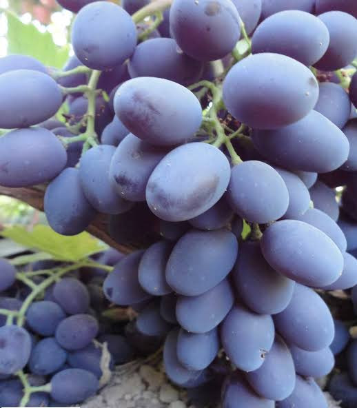 Shani grape seedlings