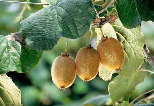 خرید نهال کیوی