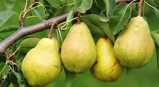 خرید نهال گلابی درگزی خاص