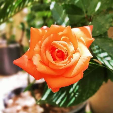 نهال رز نارنجی زیبا 