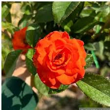 رز نارنجی کمیاب و مقاوم