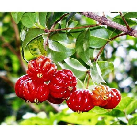 گیلاس سورینام کمیاب