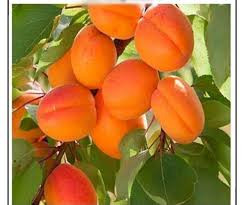 Jahangiri apricot seedlings