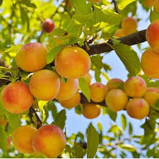 زردآلو جهنگیری خاص