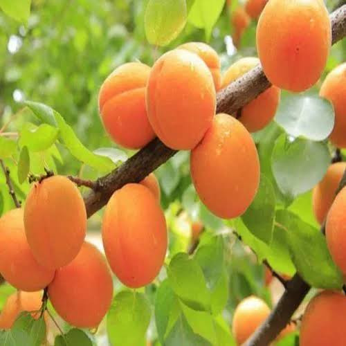 خرید نهال زردآلو کمیاب