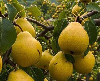 خرید نهال گلابی بارلت کمیاب