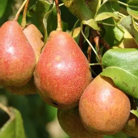 نهال گلابی خوش رنگ