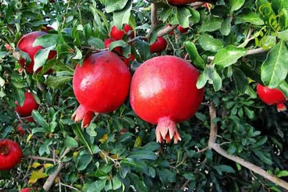 انار دانه سیاه کمیاب