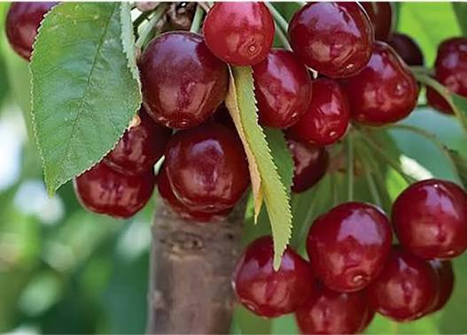 آلبالو گیلاسی خاص و کمیاب