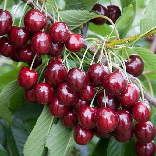 خرید نهال آلبالو گیلاسی قرمز مقاوم