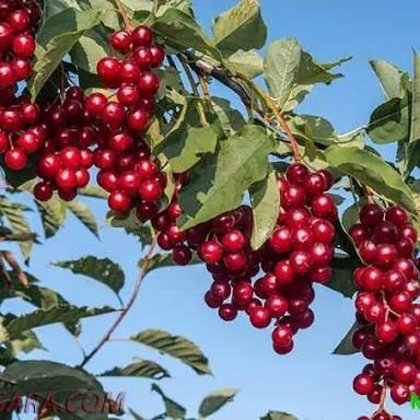 خرید نهال آلبالو مجار خاص