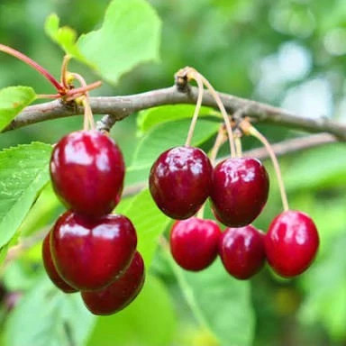 آلبالو قرمز رنگ زیبا