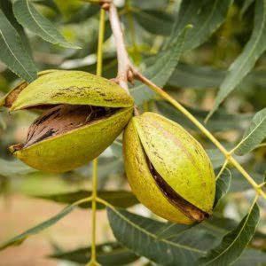خرید نهال گردو پکان ۵ ساله خاص