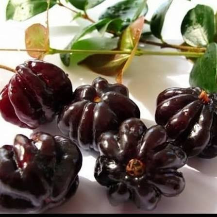 سورینام سیاه کمیاب