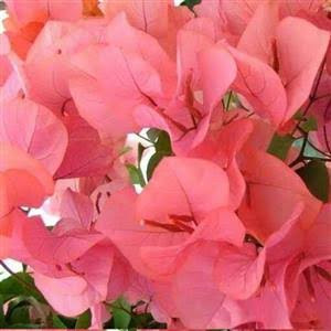 گل کاغذی خاص و کمیاب