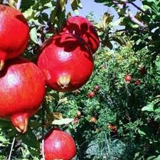 انار قرمز رنگ زیبا