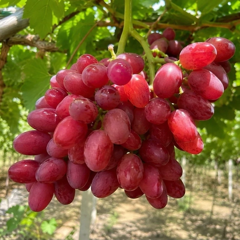 نهال انگور طعم انبه قرمز