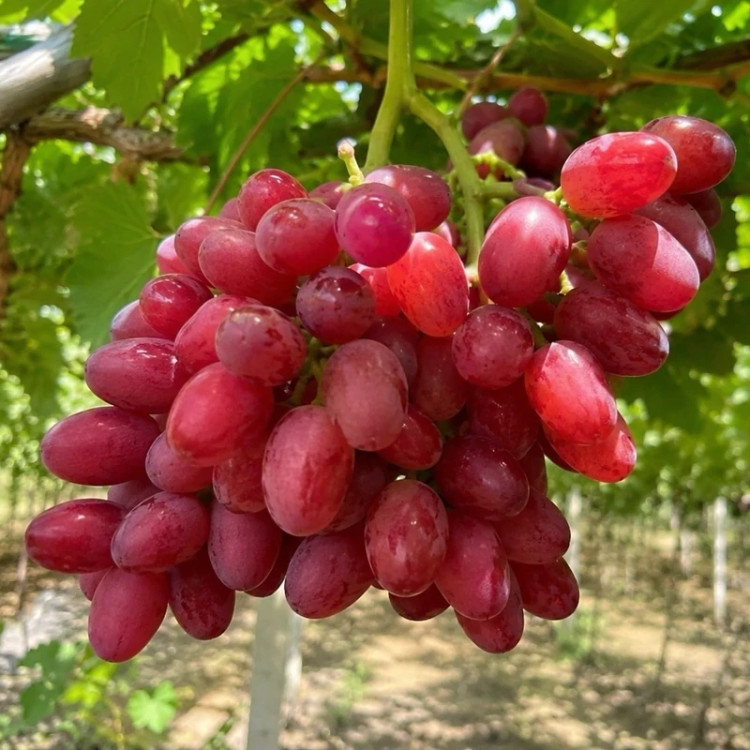 نهال انگور طعم انبه قرمز