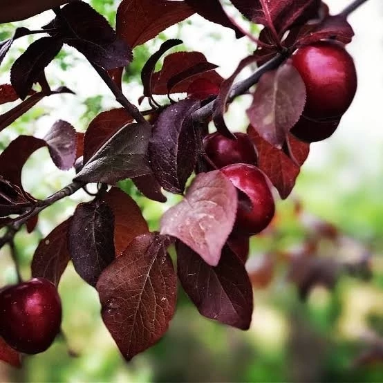 نهال گوجه قرمز امریکایی