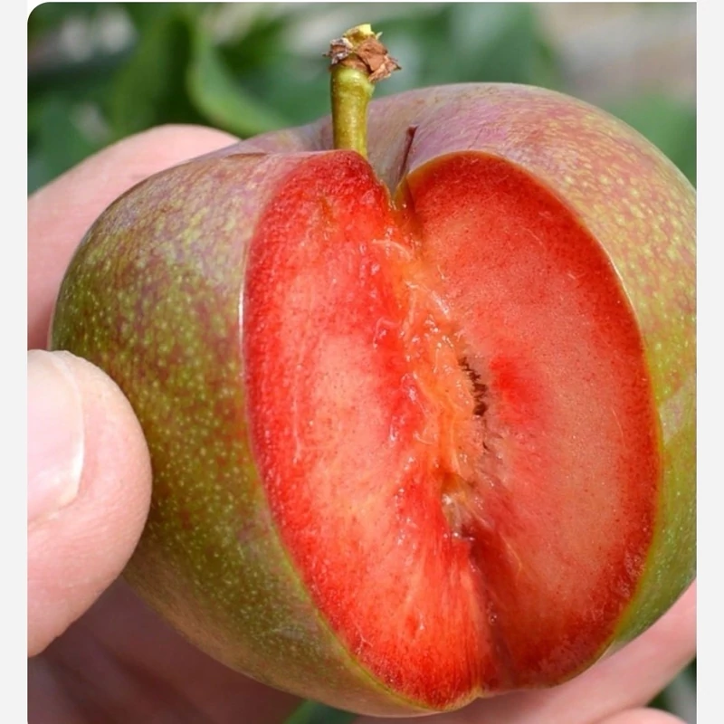 نهال آلو تو سرخ
