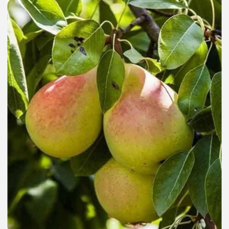 نهال گلابی درگزی