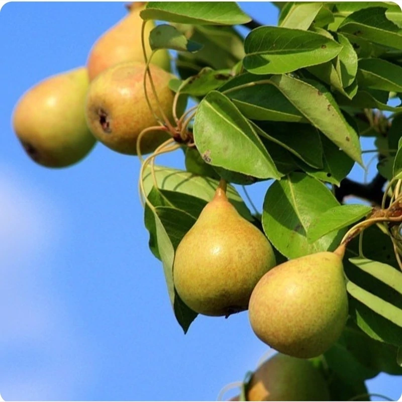 نهال گلابی شاه میوه