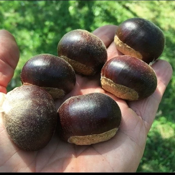 نهال شاه بلوط
