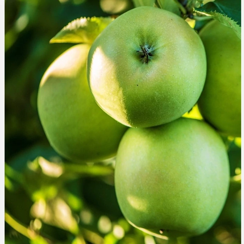 نهال سیب گرین اسمیت (سیب سبز)