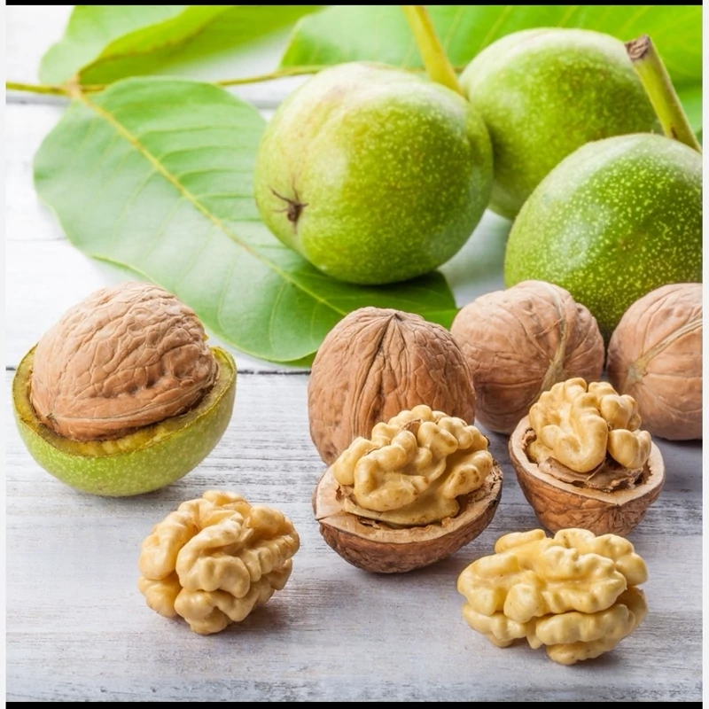 نهال گردو چندلر (پیوندی)