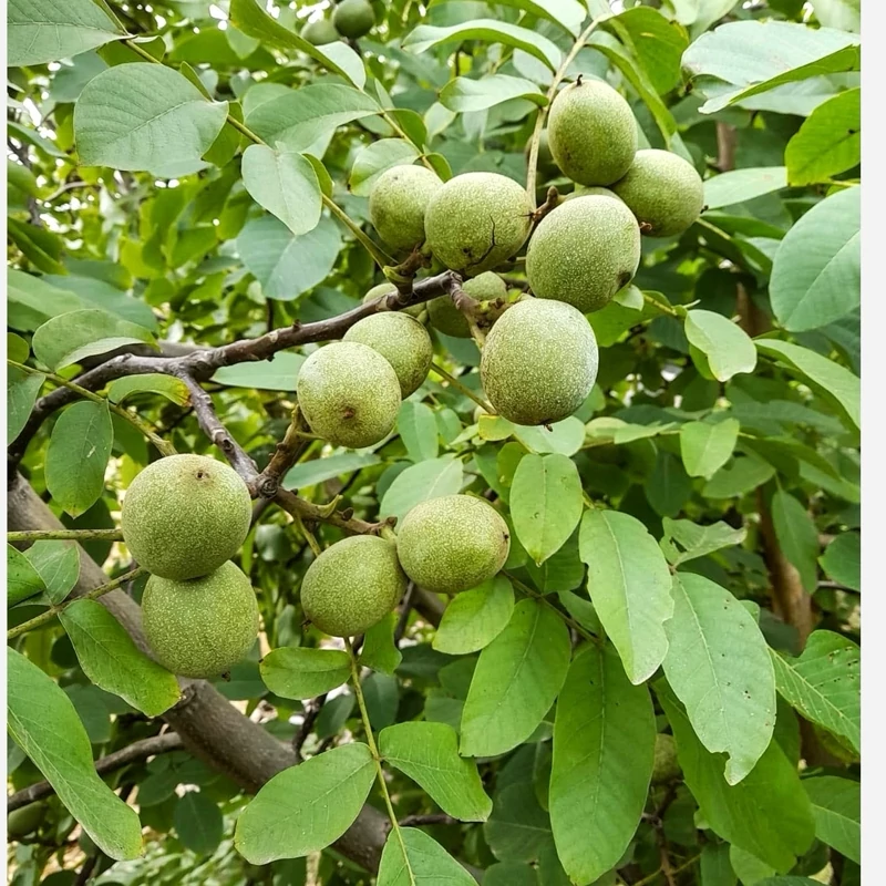 نهال گردو ژنوتیپ