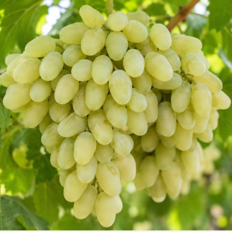 انگور عسگری