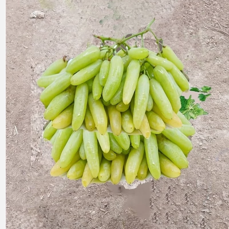 انگور شمشیری زرد