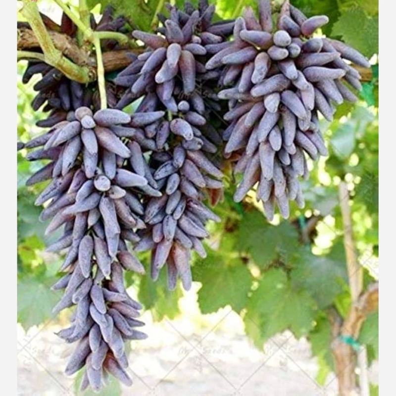 انگور شمشیری سیاه