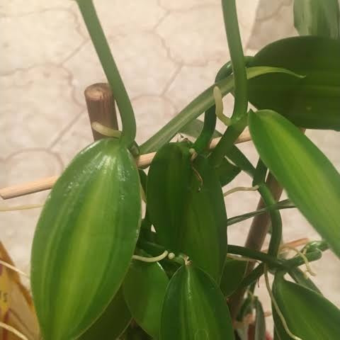 بوته وانیل ارکیده