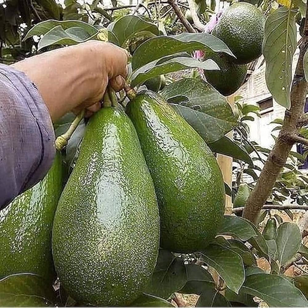 نهال آووکادو پینکرتون پیوندی