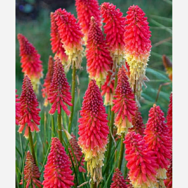 بوته گل گرزی