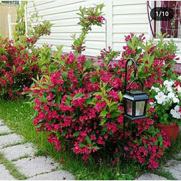 بوته گل وایگیلیا
