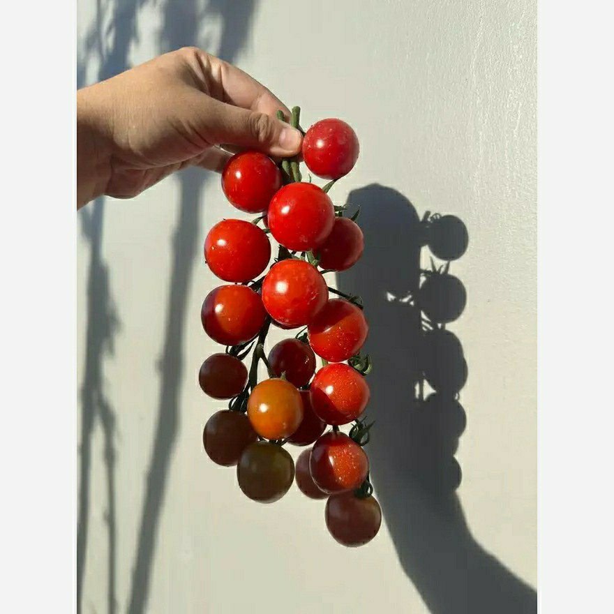 بذر گوجه خوشه ای شیرین