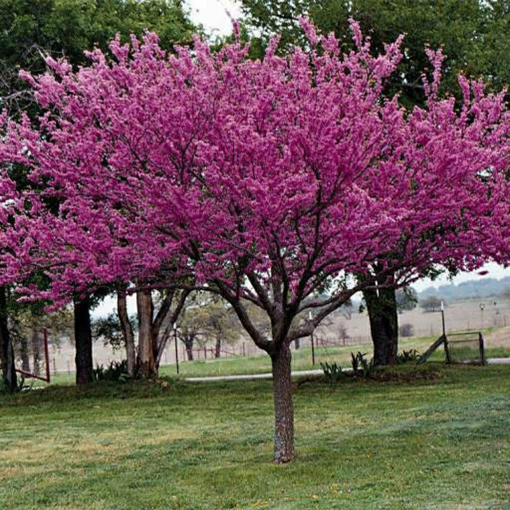 نهال ارغوان شرقی